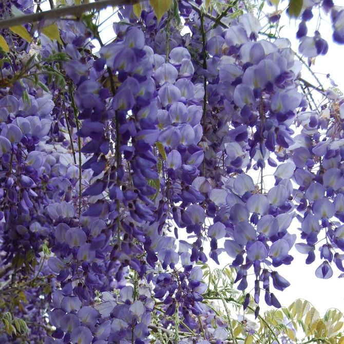 Wisteria sinensis Prolific - Mor salkım fidanı