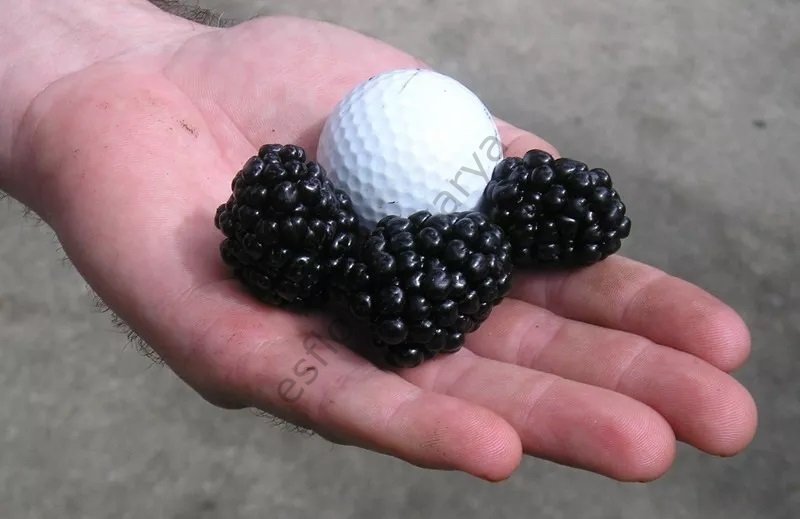 Tupy böğürtlen fidanı - Rubus frut. Tupy