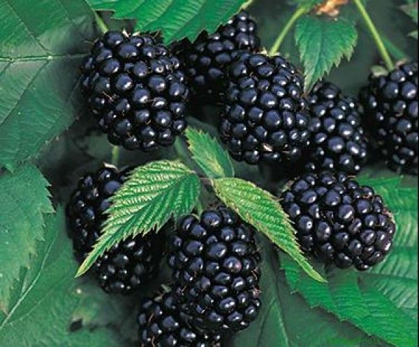 Chester dikensiz böğürtlen fidanı- Rubus frut. Chester