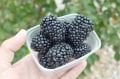 Reuben yediveren böğürtlen fidanı - Rubus frut. Reuben®