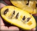 Prima 1216 pawpaw aşı kalemi