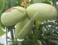 Maria's Joy pawpaw aşı kalemi
