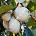 Susquehanna pawpaw aşı kalemi