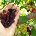 Gerardi's Dwarf dut aşı kalemi