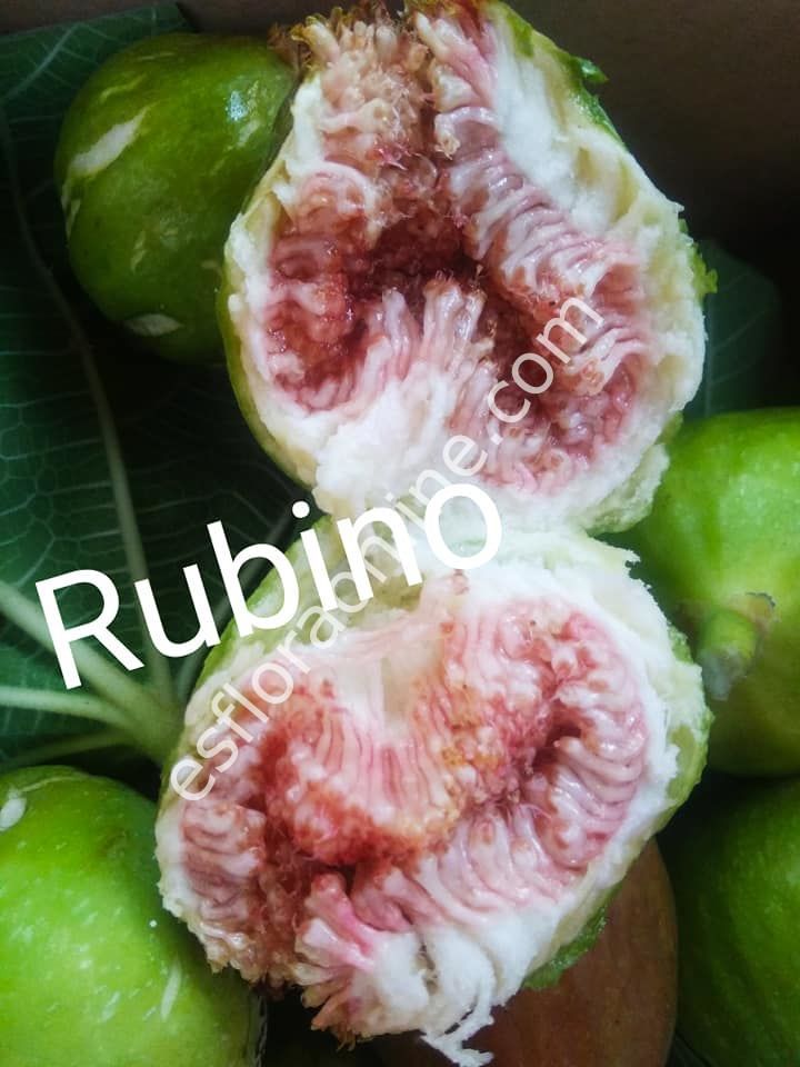 Rubino incir çeliği