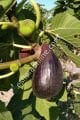 Violetta Gigante incir çeliği