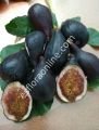 Violetta Gigante incir çeliği