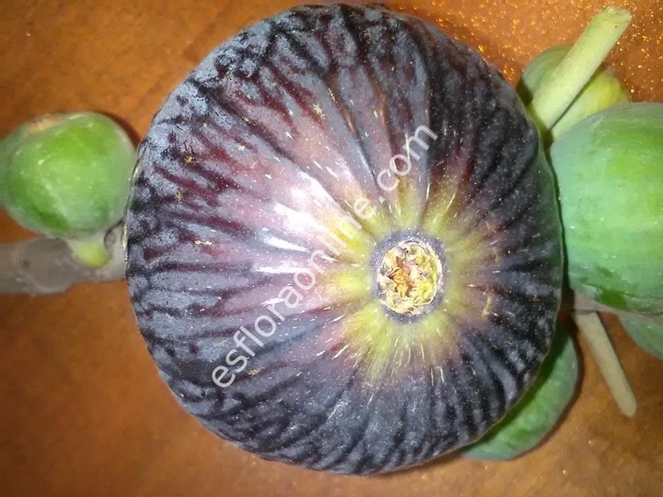 Diamante incir çeliği