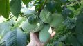 Jerry's Big Girl pawpaw fidanı - Asimina triloba Jerry's Big Girl