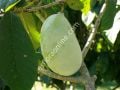 Allegheny pawpaw fidanı - Asimina triloba Allegheny