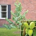 Shenandoah pawpaw fidanı - Asimina triloba Shenandoah