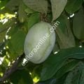 Shenandoah pawpaw fidanı - Asimina triloba Shenandoah