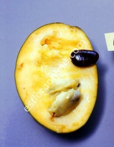 Shenandoah pawpaw fidanı - Asimina triloba Shenandoah