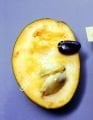 Shenandoah pawpaw fidanı - Asimina triloba Shenandoah
