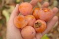 Diospyros virginiana - Soğuğa dayanıklı Amerikan hurması fidanı