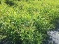 Diospyros virginiana - Soğuğa dayanıklı Amerikan hurması fidanı