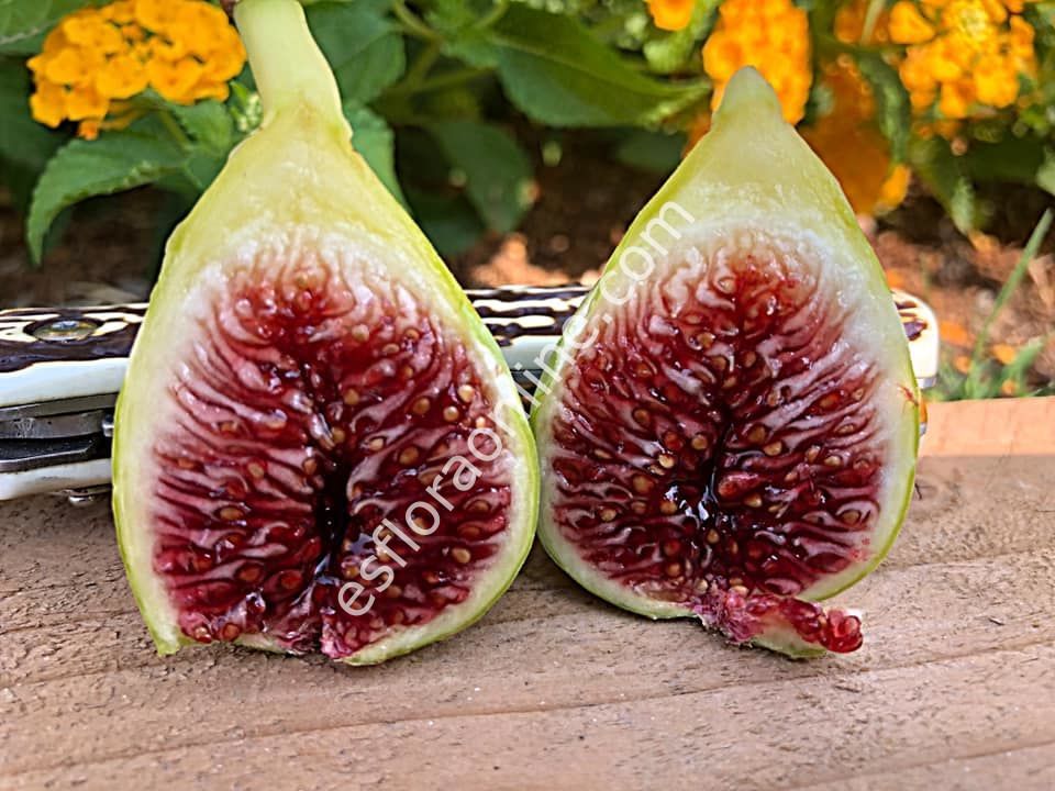 De La Senyora (Hivernenca)  incir fidanı