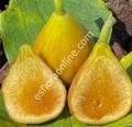 Peter's Honey incir fidanı