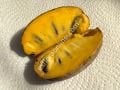 Potomac pawpaw fidanı - Asimina triloba Potomac