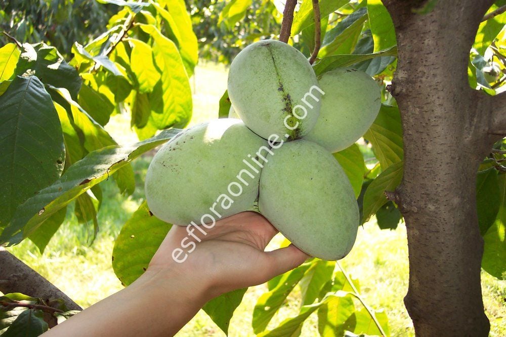 Potomac pawpaw fidanı - Asimina triloba Potomac
