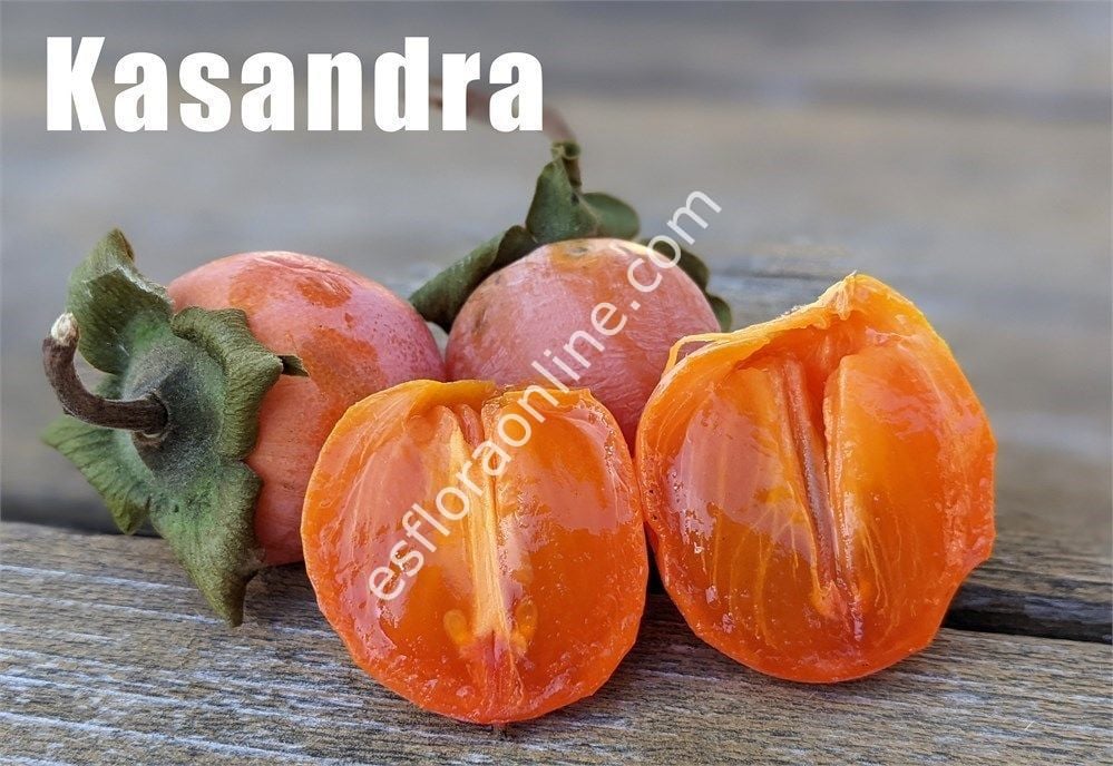 Kasandra