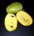 Susquehanna pawpaw fidanı - Asimina triloba Susquehanna