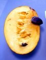 Susquehanna pawpaw fidanı - Asimina triloba Susquehanna