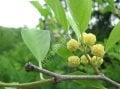 Cudrania tricuspidata 'Daniecki' - Erkek che fidanı