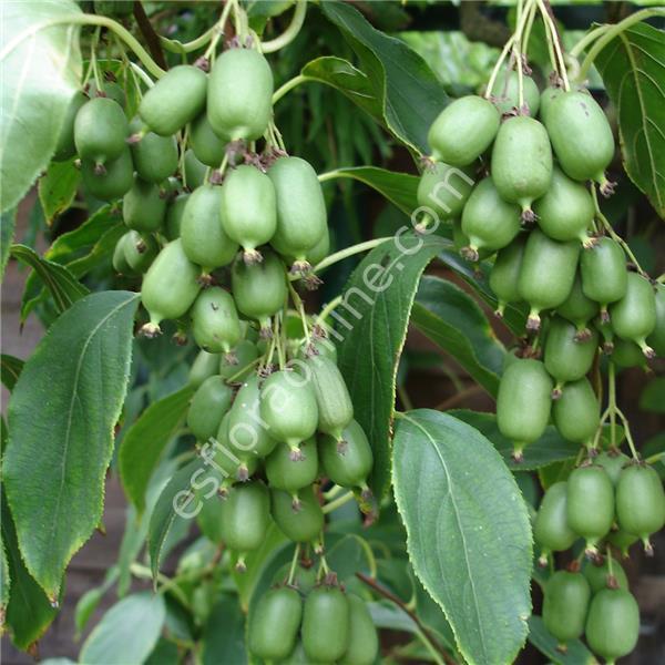 Actinidia arguta Vitikiwi® - Soğuğa dayanıklı kendine verimli Vitikiwi® mini kivi fidanı