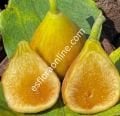 Peter's Honey incir çeliği