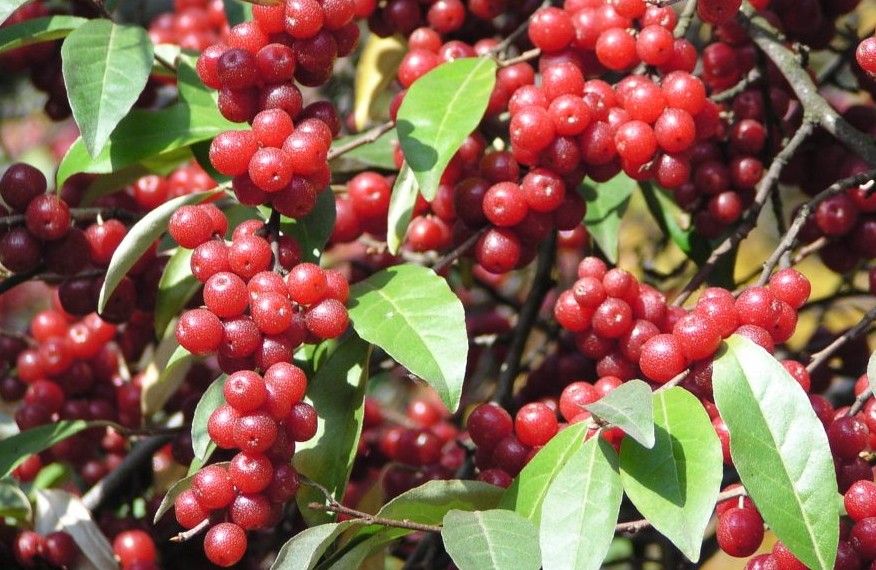 Batumi güz zeytini fidanı - Elaeagnus umbellata Batumi