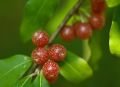 Batumi güz zeytini fidanı - Elaeagnus umbellata Batumi