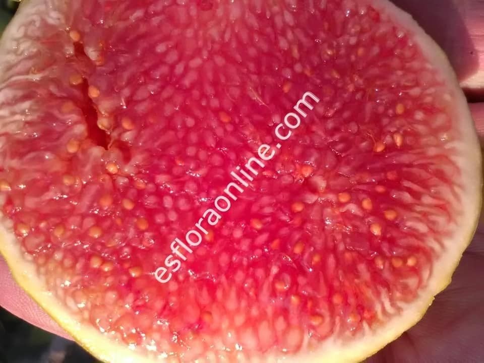Gentile Piatto Giallo incir çeliği