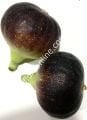 Black Madeira KK incir çeliği