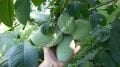 Jerry's Big Girl pawpaw aşı kalemi