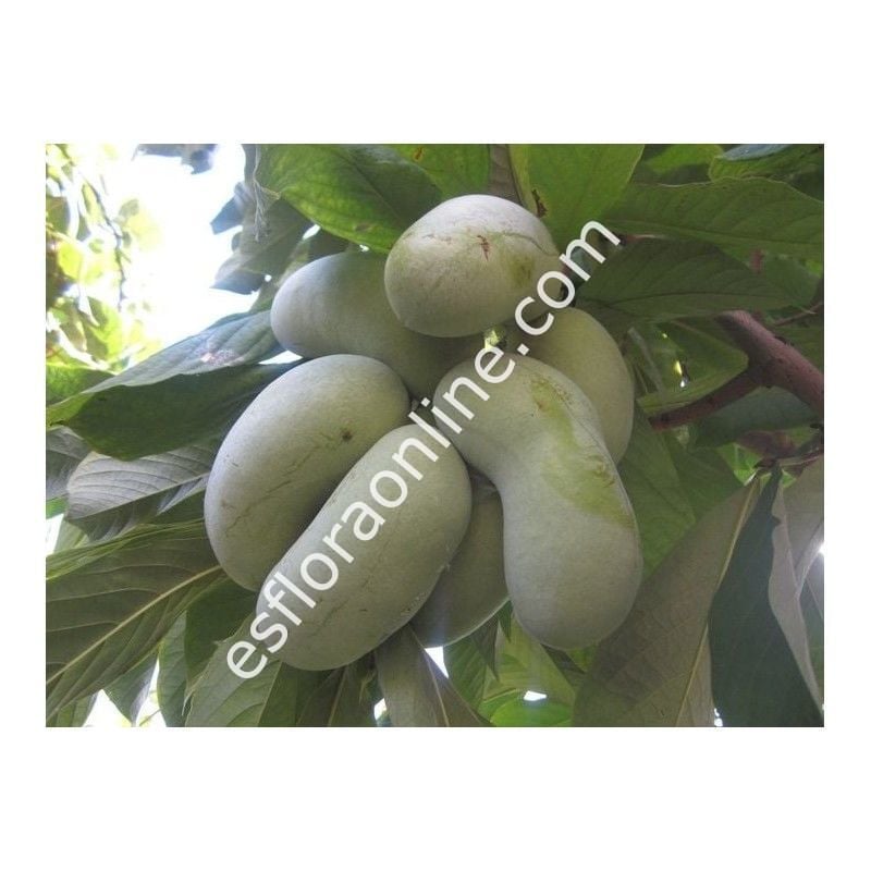 Jerry's Big Girl pawpaw aşı kalemi