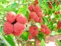 Cudrania tricuspidata Norris - Che aşı kalemi