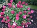 Hydrangea paniculata  'Diamant Rouge'®