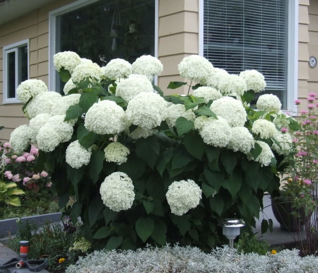 Hydrangea arborescens Annabelle - Soğuğa dayanıklı beyaz ortanca