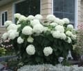 Hydrangea arborescens Annabelle - Soğuğa dayanıklı beyaz ortanca