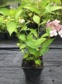 Hydrangea serrata Bluebird - Mavi beyaz dağ ortancası