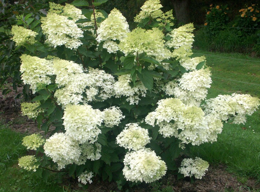 Hydrangea paniculata Phantom - Beyaz ağaç ortanca