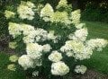 Hydrangea paniculata Phantom - Beyaz ağaç ortanca