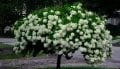Hydrangea paniculata Phantom - Beyaz ağaç ortanca