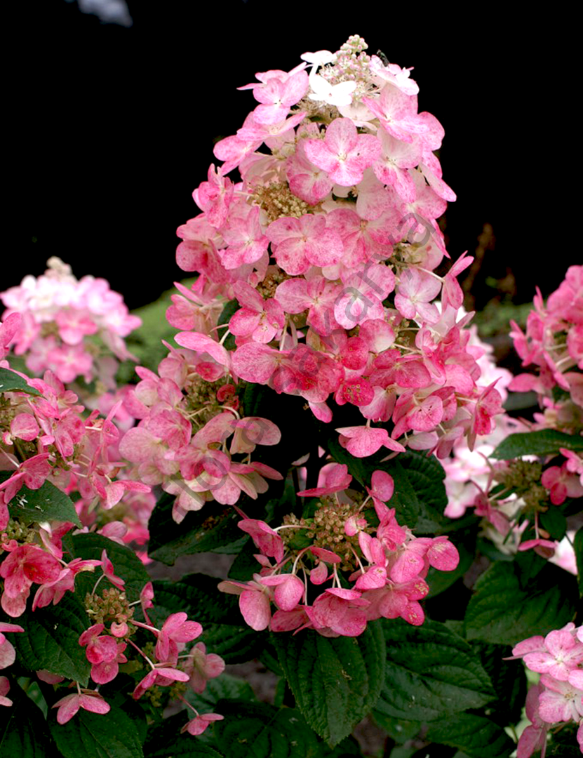 Hydrangea paniculata  'Magical Fire'®