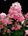 Hydrangea paniculata  'Magical Fire'®