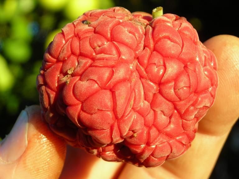 Cudrania tricuspidata Norris - Che fidanı
