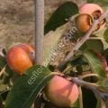 Lehman's Delight soğuğa dayanıklı Amerikan hurması fidanı (D.virginiana) Lehman's Delight