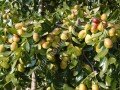 Halina hünnap fidanı - Ziziphus jujuba Halina