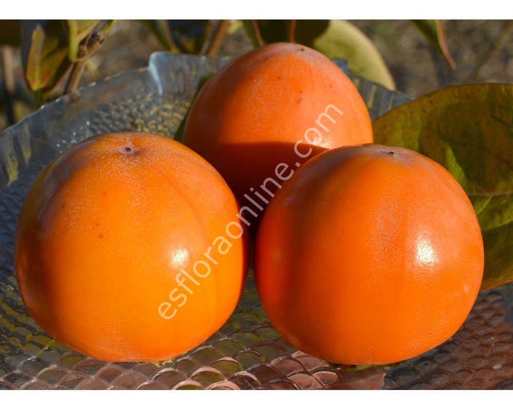 GORA GOVERLA soğuğa dayanıklı Cennet elması - Trabzon hurması fidanı (Diospyros kaki x D.virginiana) GORA GOVERLA